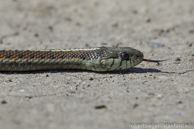 coast garter